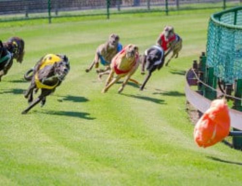 How To Read A Greyhound Racing Program